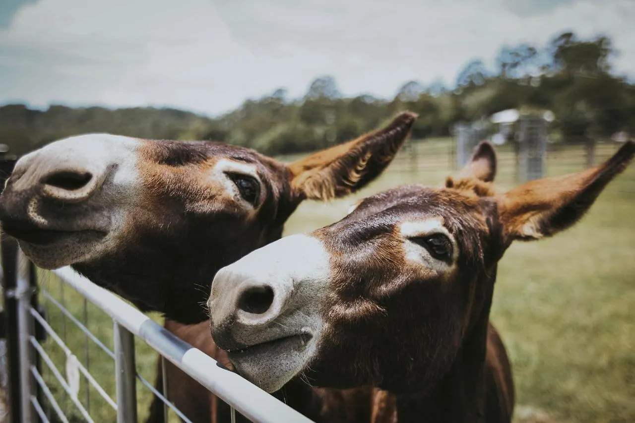Sixty6 Acres Sunshine Coast Farmstay Woombye أستراليا
